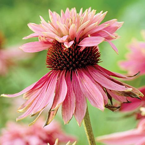 4 x Rudbeckia pourpre 'Doubledecker' - godet 9x9 cm