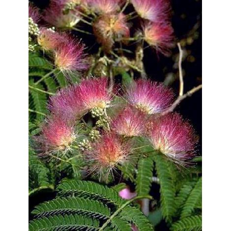 Arbre de soie 'Rosea' Pot de 2L/3L