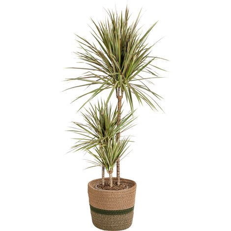 Dragonnier Dracaena Marginata Bicolor avec Panier Ø 21 cm - Hauteur 110-130 cm - PANGIVO (1/5)