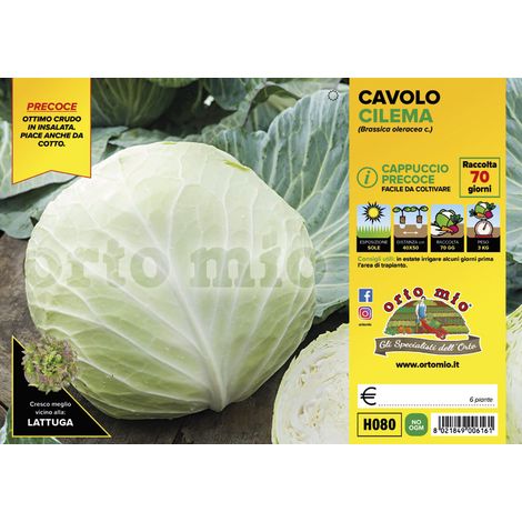 ORTO MIO Cavolo Cappuccio Tondo Precoce var. Cilema