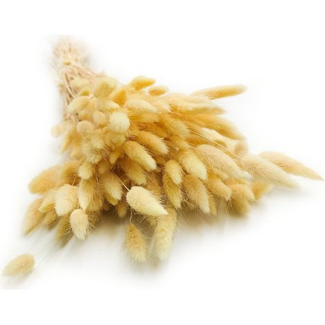 Lagurus secos - Cremosos