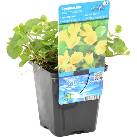 Bloomique - Lysimachia Nummularia - Herbe aux écus - Plantes de bassin - Plantes aquatiques - Résistante au gel - 10-20 cm de haut - Pot 9 cm