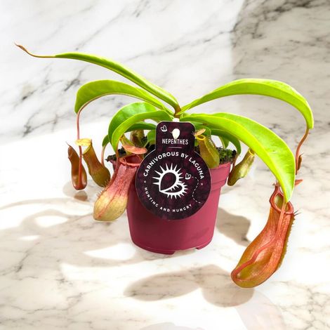 Gardenaria Nepenthes alata - Pianta da interno ornamentale - Altezza: 17 cm (vaso 12) (1/5)