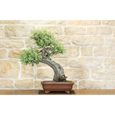 Bonsai di Quercia Spinosa (7) (1/5)
