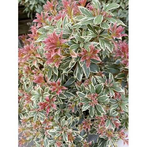 Andromède du Japon 'Little Frosty' Pot de 2L/3L (1/2)