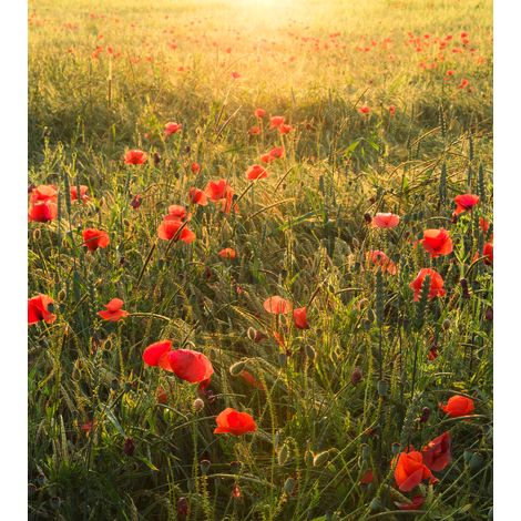 Papier peint panoramique naturel Monde du Coquelicot (1/4)