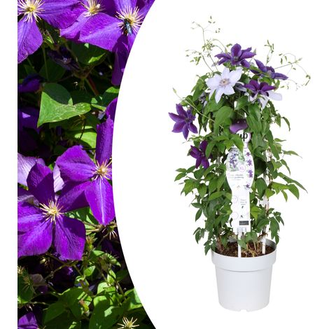 Clématite Double Up Masa & Bernadine Plante Grimpante Fleurs Bleu-Violet et Pourpre Pot 23 cm - PANGIVO (1/5)