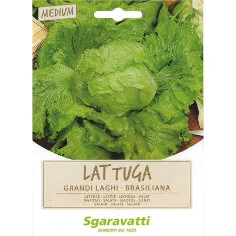 SEMI PER ORTAGGI E VEGETALI lattuga grandi laghi - brasiliana Q.TA 20 lattuga grandi laghi - brasiliana
