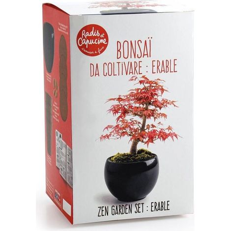 Kit Bonsaï - Erable rouge