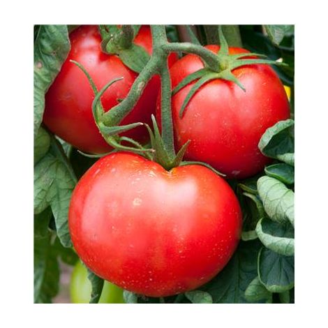 Tomate Fandango F1 – 25 semences – Variété hybride productive – Résistante au mildiou – Fruits ronds et charnus – Fabre Graines