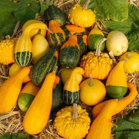Vilmorin - Coloquinte Mix