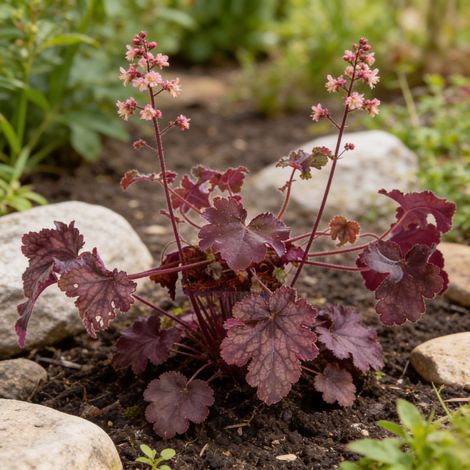 Heuchère Plum Pudding 20cm Godet 9cm - Heuchera (1/4)