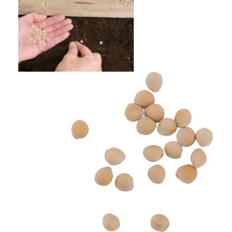 20 graines de cerises comestibles pour les légumes du potager (1/5)