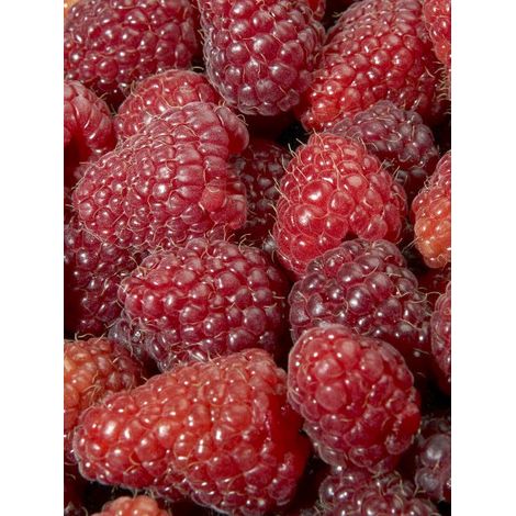 Framboisier 'Magnific Delbard' Pot de 2L/3L, Touffe