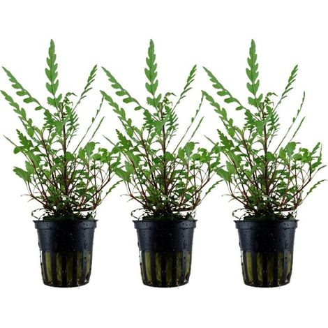 Aquarium Pflanze 3 Stück Hygrophila pinnatifida Wasserpflanze Topf Nr.351A Set