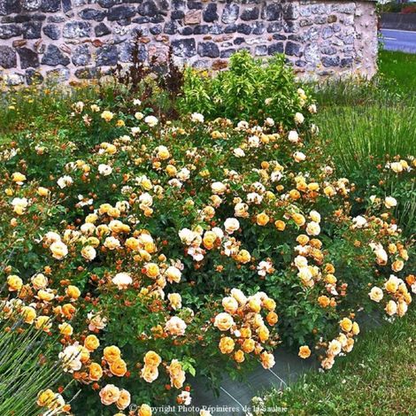 Rosier 'Calizia' ®