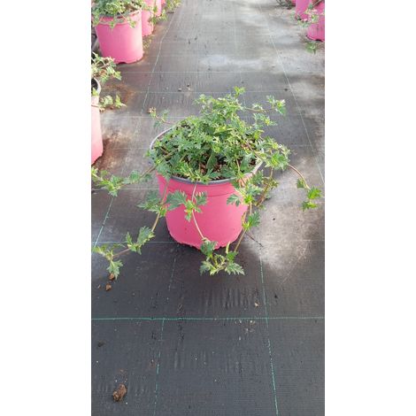 Verbena Hybrida Rose Pot 18 cm Vivace Herbacée Rampante d'Extérieur (1/5)