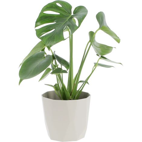 Monstera Deliciosa con Eco-Vaso Grigio - H 45-55 cm Vaso da Coltura Ø 14 cm (1/4)