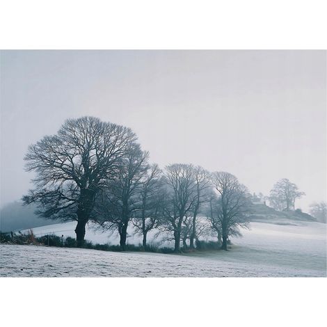 Papier peint mural arbres brume paysage intissé grand format design intérieur salon chambre pas cher 150x105 cm (1/5)