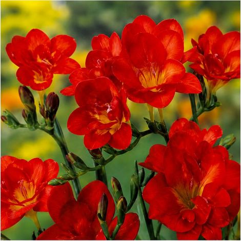 Freesias doubles rouges Sgaravatti 10 bulbes, floraison printanière vive idéale en massif et fleur coupée - 802485 (1/3)