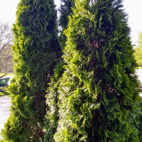 Thuya occidental Degroot Spire - Thuja occidentalis Degroot Spire 30/40cm Pot 2,5L