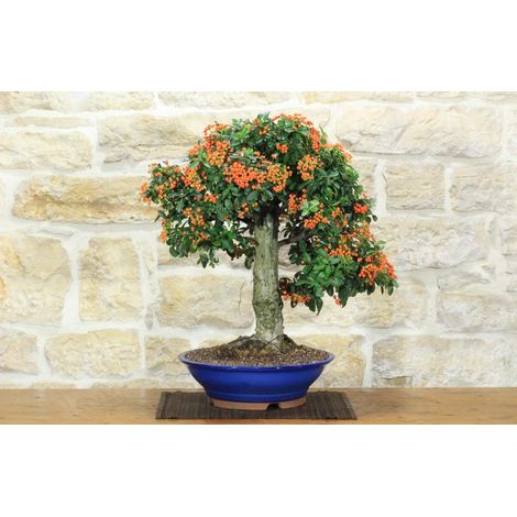 Bonsai di Pyracantha Coccinea (179) (1/5)