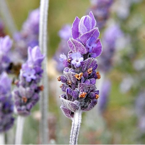 4 x Lavandin  - Lavandula intermedia 'Grappenhall'  - godet 9x9