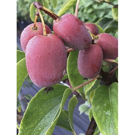 Kiwai 'Pink Jumbo' Pot de 1,5L/2L