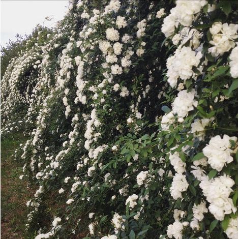 Gardenaria Rosa 'Banksiae Alba Plena' - Rosa da giardino - Altezza: 90/100 cm (vaso 19) (1/2)