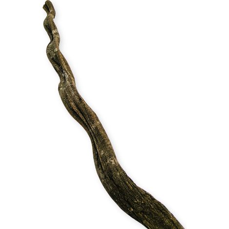 Liane épaisse brune foncée du Brésil pour un terrarium de 100 cm (1/5)