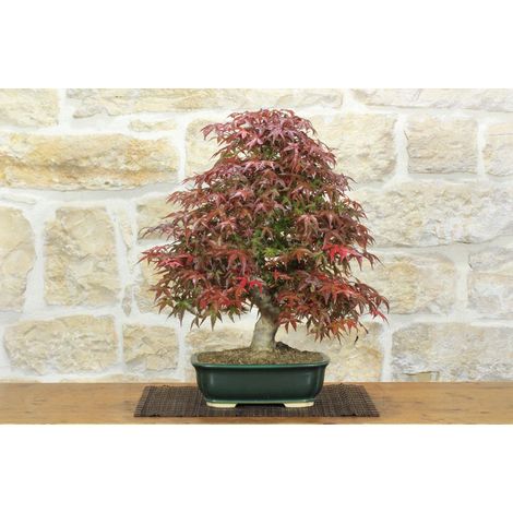 Bonsai di Acero Palmato Deshojo (84) (1/5)