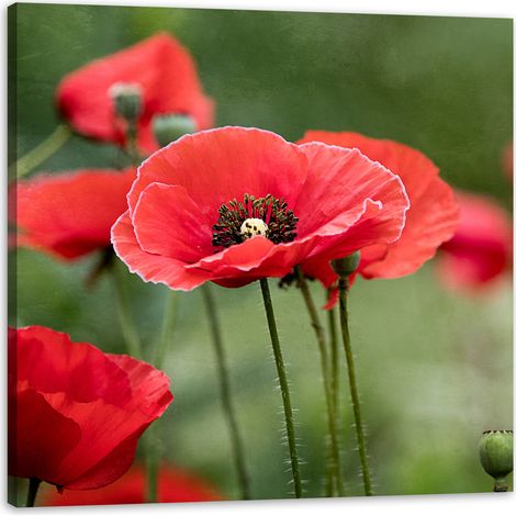 Leinwanddruck Botanik Rote Mohnblumen 40x40 cm