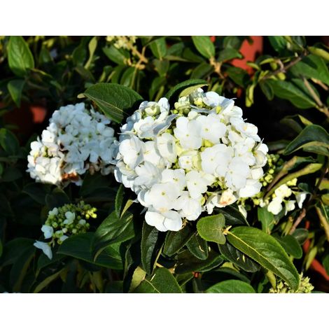 Gardenaria Viburno - Viburnum 'Macrocephalum' - Arbusto ornamentale da giardino - Altezza: 50/70 cm (vaso19) (1/5)
