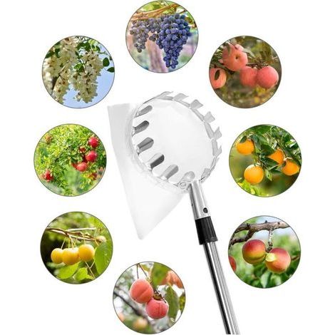 Cueilleur de Fruits Professionnel – Manche Télescopique 4 m, Acier Inoxydable Haute Résistance, Idéal pour Pommes, Poires et Cerises (1/3)
