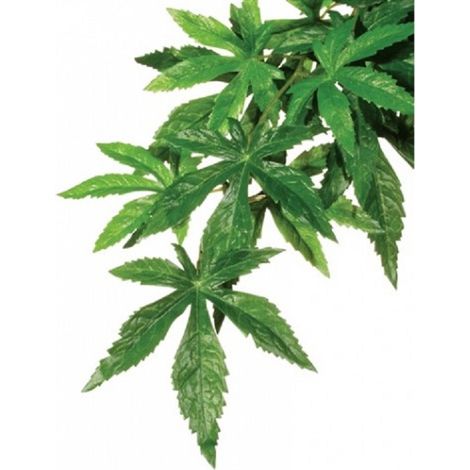 Exo Terra Plant de Seda Abuliton S.