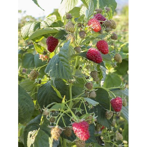 Framboisier 'Plentiful' Pot de 1,5L/2L, Touffe