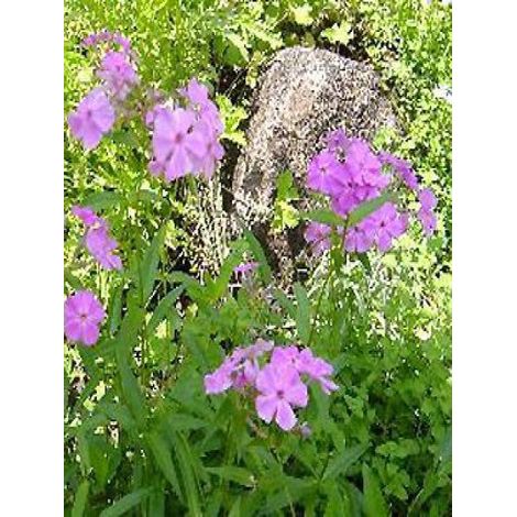 Phlox carolina 'Bill Baker' Godet de 8/9 cm