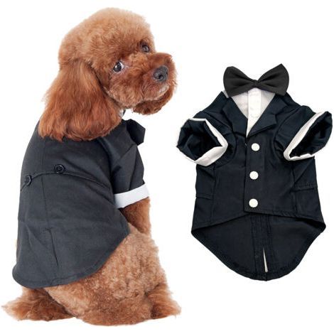 Vêtements d'automne et d'hiver pour chiens, vêtements d'hiver pour animaux de compagnie, vêtements de mariage(M) (1/5)