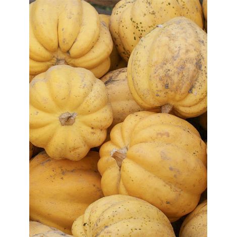 Courge 'Table Gold' le sachet de 20 graines environ (1g)