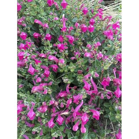 Scutellaire suffrutescens Godet de 8/9 cm (1/2)