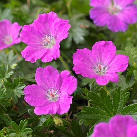 Géranium sanguin (Geranium sanguineum) - Géranium Max Frei - Vivaces - Attire les abeilles et les papillons - Parfumées - Bulbes d'été - Bulbes de printemps (1/3)