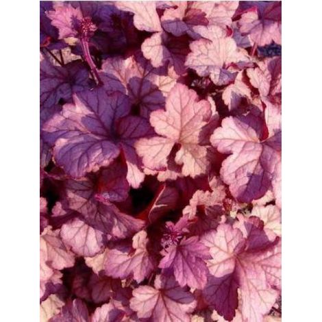 Heuchère 'Pinot gris'® Godet de 8/9 cm (1/3)