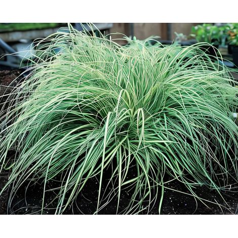 Gardenaria Carex oshimensis 'Evergold' - Graminacea ornamentale da esterno - Altezza: 50 cm (vaso 24)