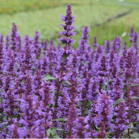 4 x Agastache 'Purple Haze' - godet 9x9 cm (1/5)