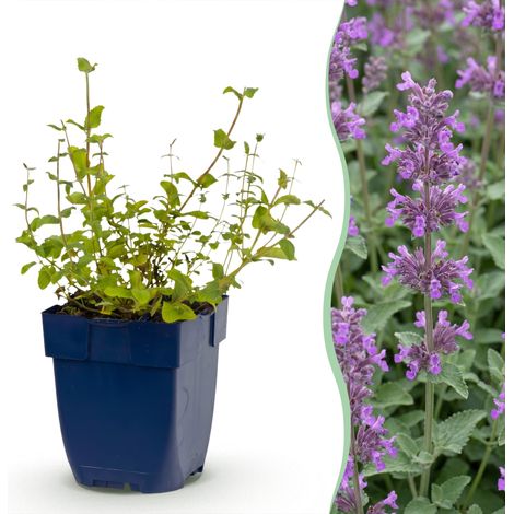 Plante Vivace Nepeta Racemosa Grog Cataire Mellifère Bleu Pot 11 cm Hauteur 15-25 cm (1/5)
