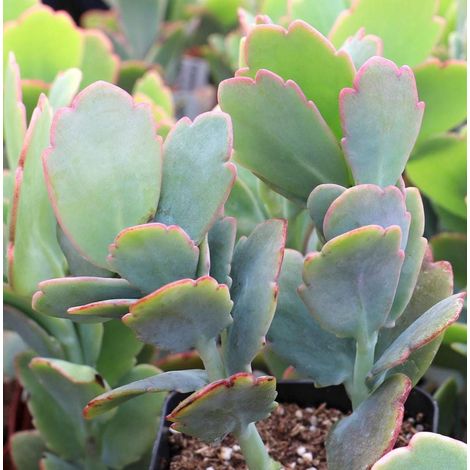 2 cuttings - Kalanchoe fedtschenkoi  Succulent