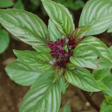 graines de basilic thaï 200 ++ AKA basilic pourpre thaï, basilic asiatique, Herb biologique (1/5)