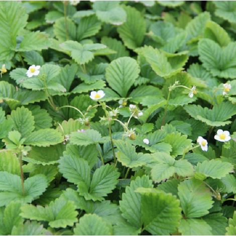 4 x Fraisier des bois  - Fragaria vesca 'Alexandria'  - godet (1/4)