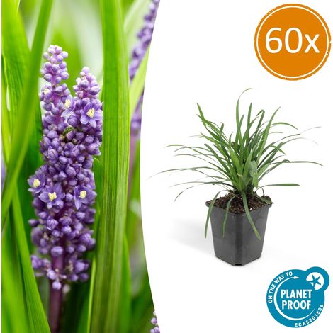 Lot de 60 Liriope muscari Big Blue - Plante Couvre-sol Persistant - Fleurs Violettes - H10-25cm Ø9cm - PANGIVO (1/5)