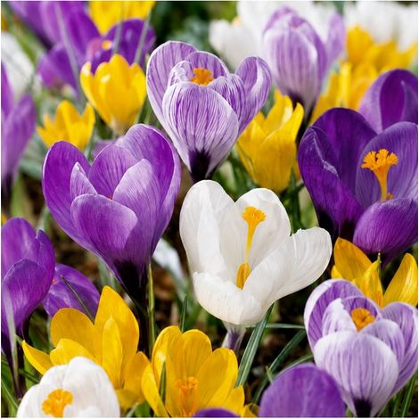 Crocus Vernus Sgaravatti 8 bulbes en mélange, floraison précoce idéale en massif, pot et fleur coupée - 618025 (1/3)